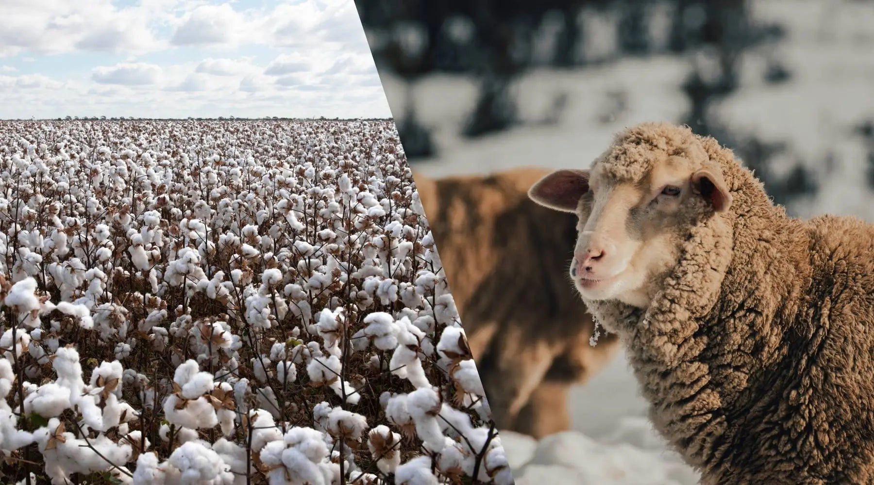 Merinowolle vs. Baumwolle - welches Material ist wirklich besser?